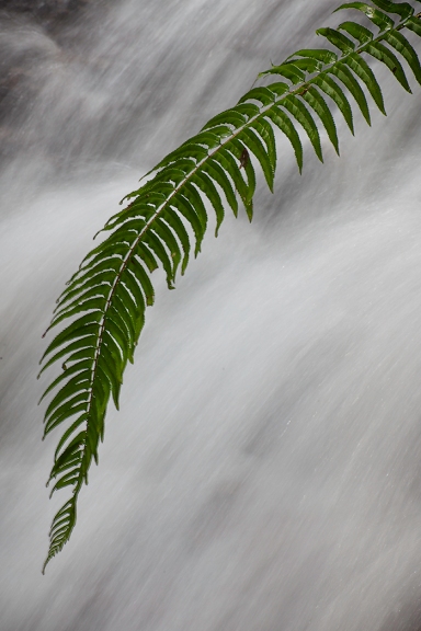 Fern Frond in front of waterfall
